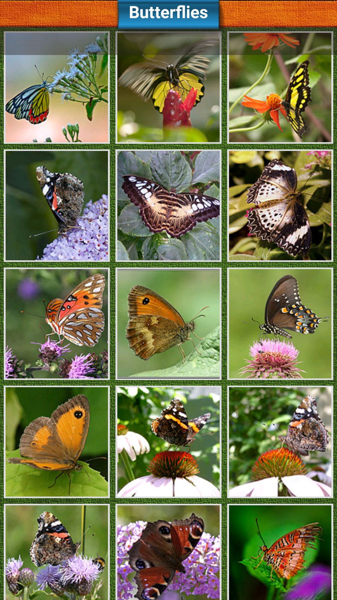butterflylist